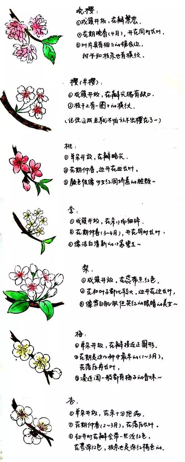 樱花盛开季节旅游攻略,樱花拍摄最全攻略