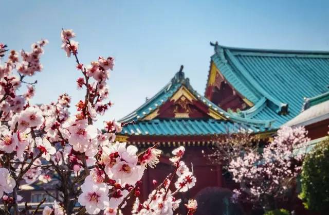 樱花盛开季节旅游攻略,樱花拍摄最全攻略