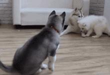 同样是麻麻，哈士奇和金毛的差距怎么这么大呢？