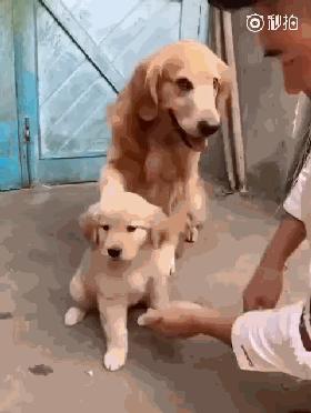 同样是麻麻，哈士奇和金毛的差距怎么这么大呢？