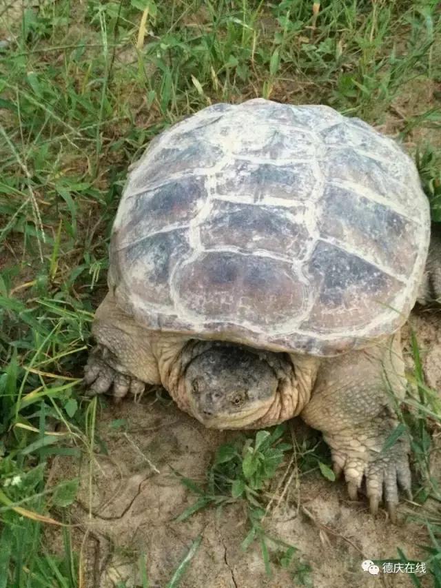 德庆鳄鱼龟,30万在深山养鳄鱼龟