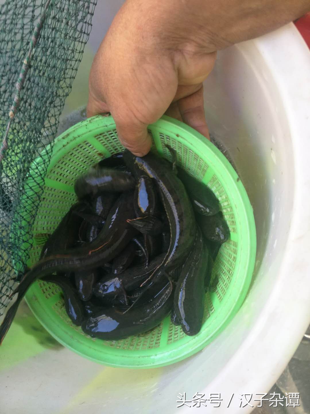 看似熊掌，实则佛掌，形象到不忍心下筷