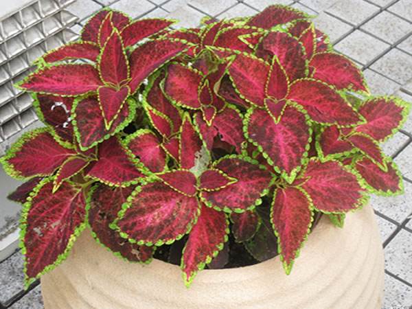 花盆的鲜花如何延长开放时间,如何让花卉开放持久