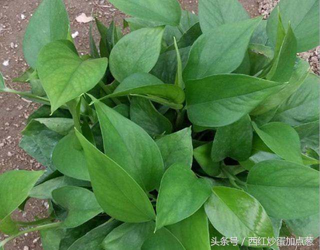 绿萝盆栽养殖方法和注意事项,盆栽绿萝变大盆绿萝