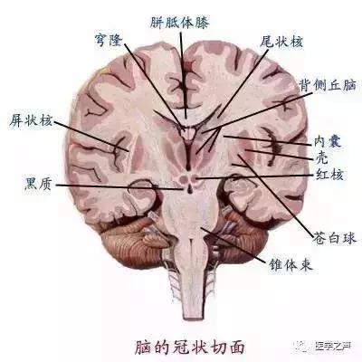 绘制神经系统的生理解剖图,人体骨骼血管神经系统解剖图