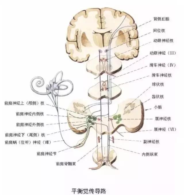 绘制神经系统的生理解剖图,人体骨骼血管神经系统解剖图
