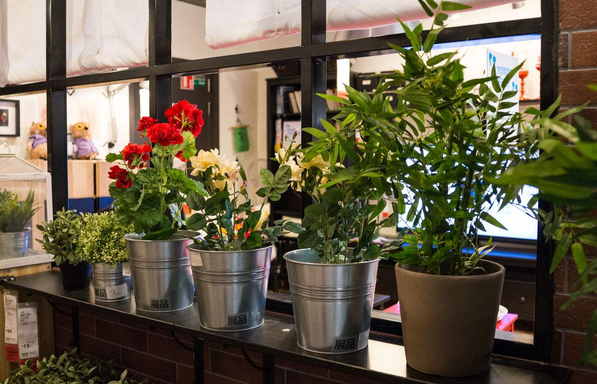 花盆的鲜花如何延长开放时间,如何让花卉开放持久