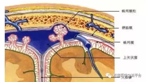 绘制神经系统的生理解剖图,人体骨骼血管神经系统解剖图