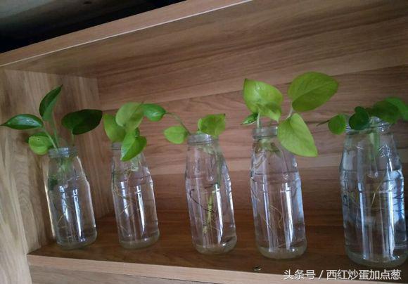 绿萝盆栽养殖方法和注意事项,盆栽绿萝变大盆绿萝