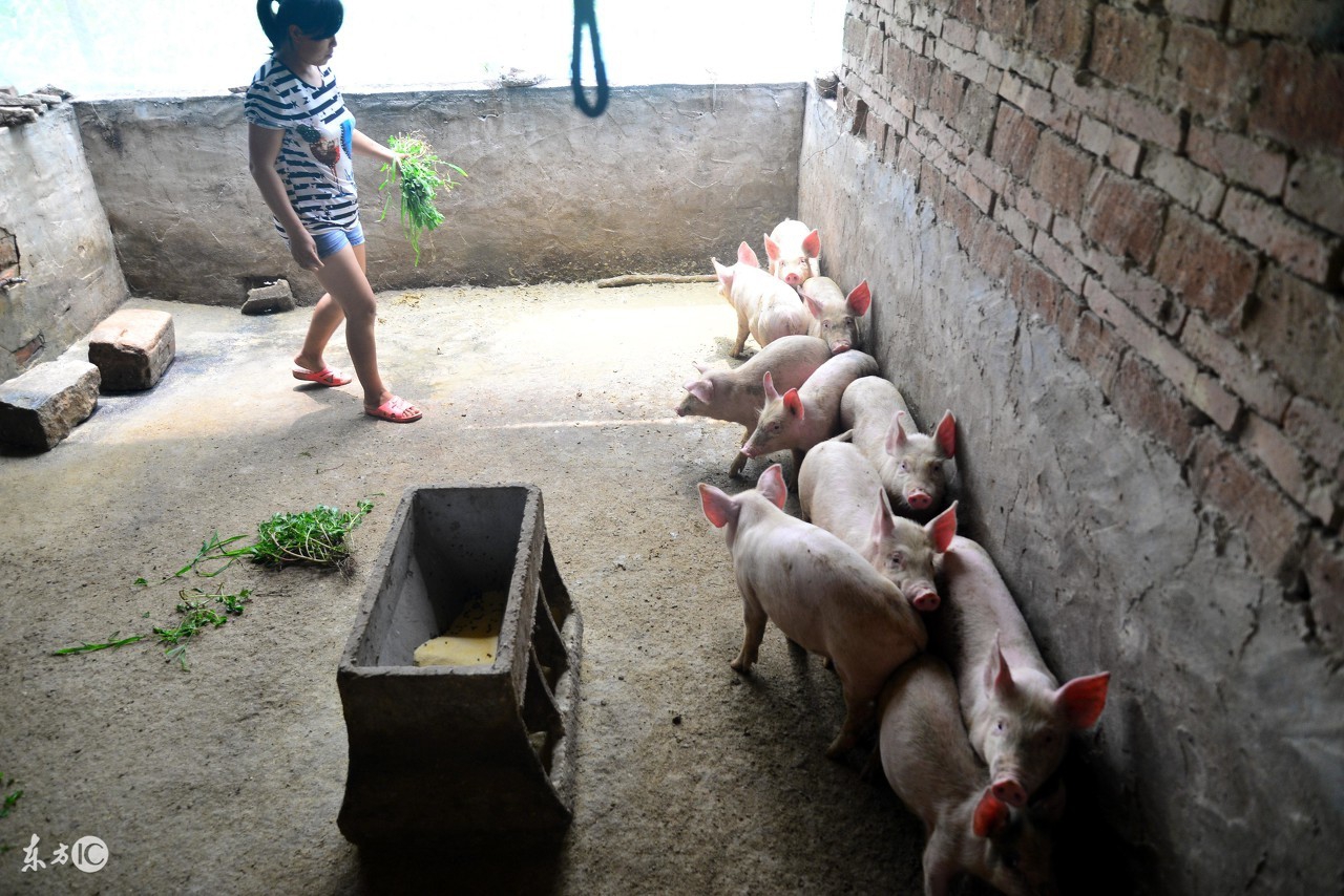 发酵床养猪技术资料大全,发酵床养猪技术和生态养猪技术