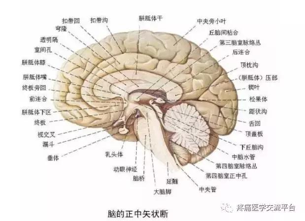 绘制神经系统的生理解剖图,人体骨骼血管神经系统解剖图