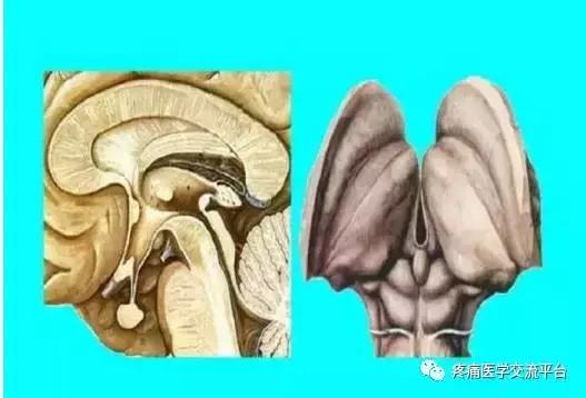 绘制神经系统的生理解剖图,人体骨骼血管神经系统解剖图
