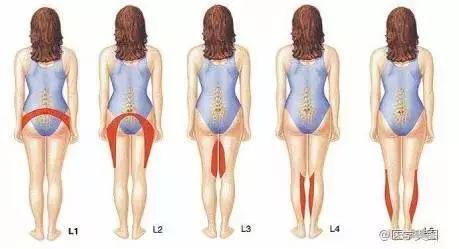 绘制神经系统的生理解剖图,人体骨骼血管神经系统解剖图