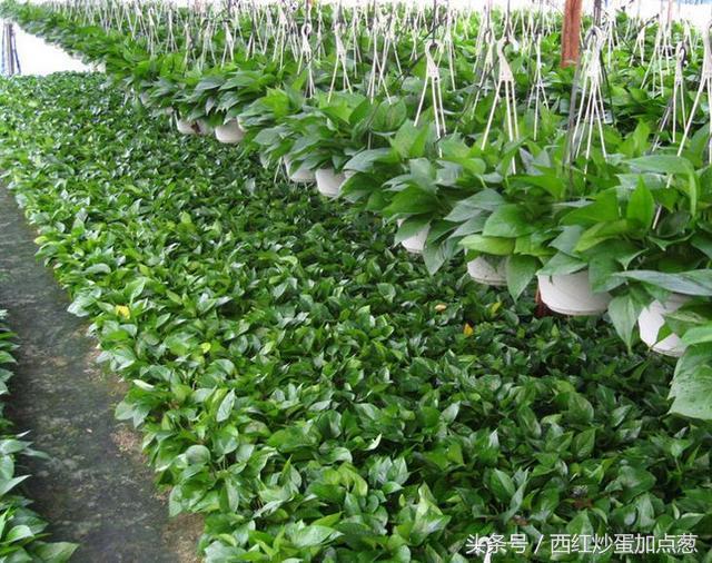 绿萝盆栽养殖方法和注意事项,盆栽绿萝变大盆绿萝