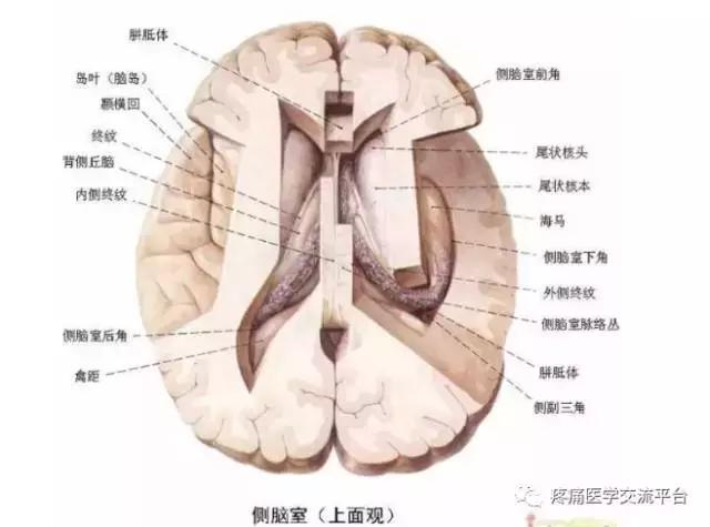 绘制神经系统的生理解剖图,人体骨骼血管神经系统解剖图