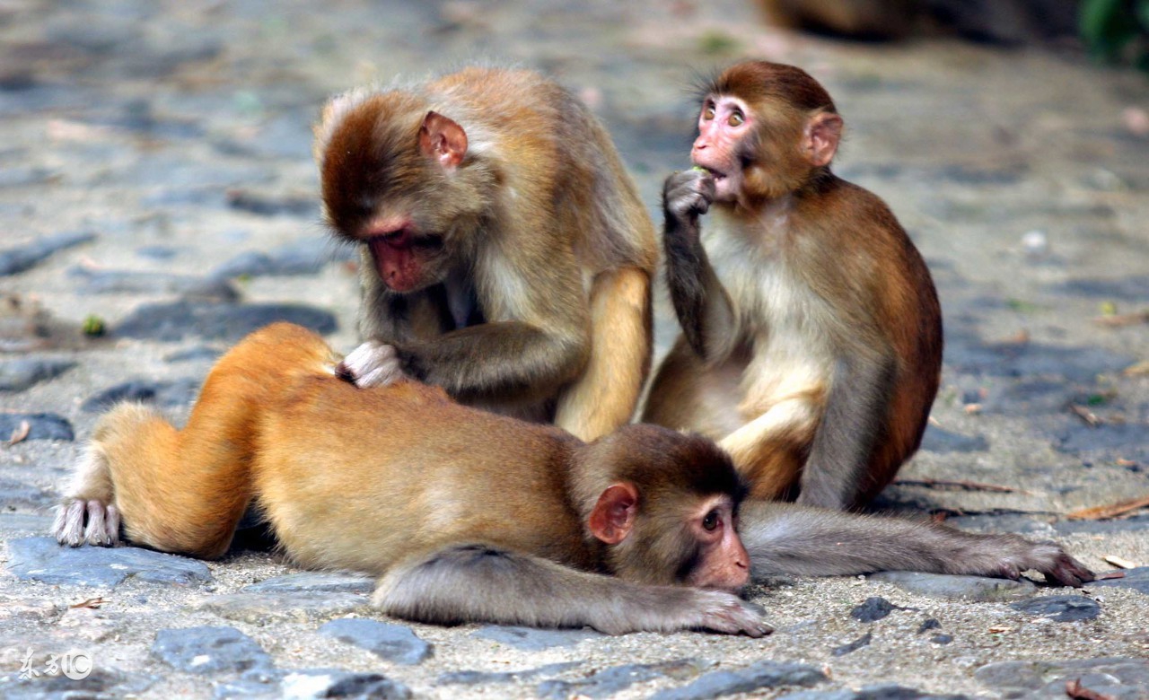 2018年属猴全年运势及分解,属猴2018年全年运势及运程