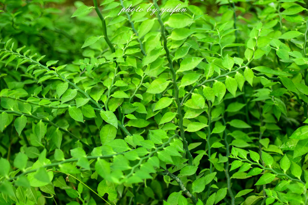 实拍农村常见38种中草药植物,我们身边的中药花草有哪些