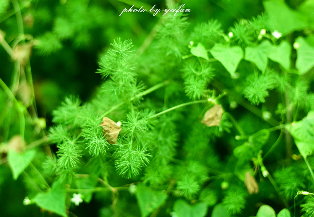实拍农村常见38种中草药植物,我们身边的中药花草有哪些