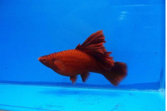 热带剑尾鱼生崽吗,热带小型鱼观赏鱼