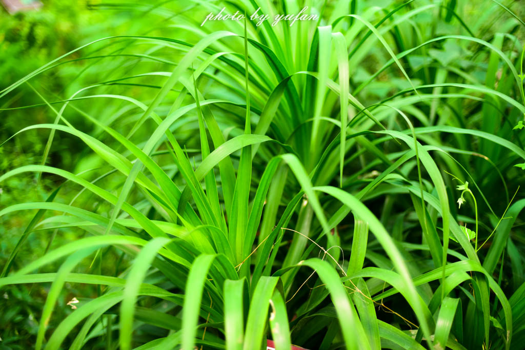 实拍农村常见38种中草药植物,我们身边的中药花草有哪些
