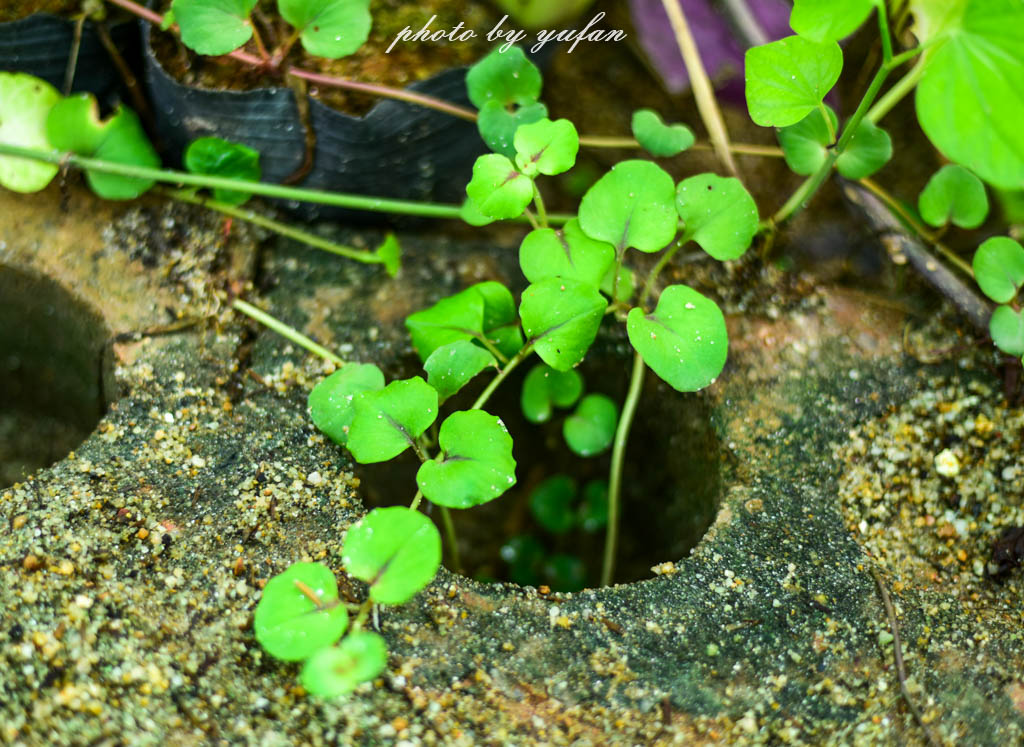 实拍农村常见38种中草药植物,我们身边的中药花草有哪些