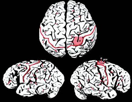 爱因斯坦大脑与众不同的奥秘所在,爱因斯坦大脑为什么比较聪明