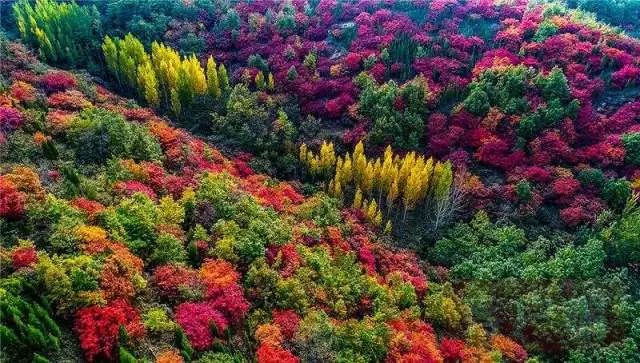 河南钧瓷红色官窑,河南产的钧瓷