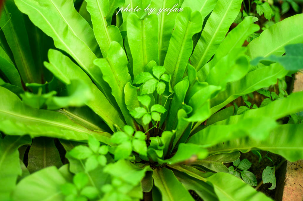 实拍农村常见38种中草药植物,我们身边的中药花草有哪些