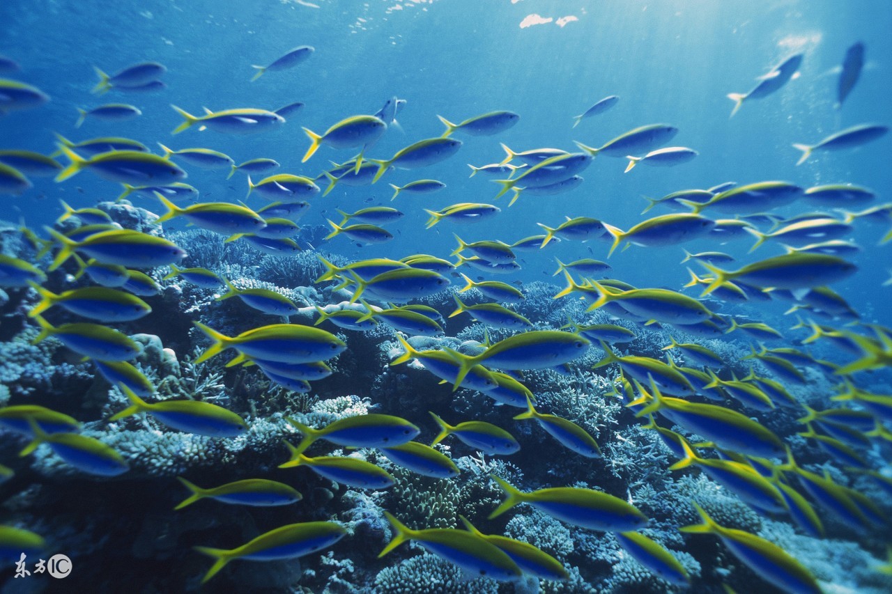 观赏鱼养护常识,观赏鱼平常要怎么管理才能养好