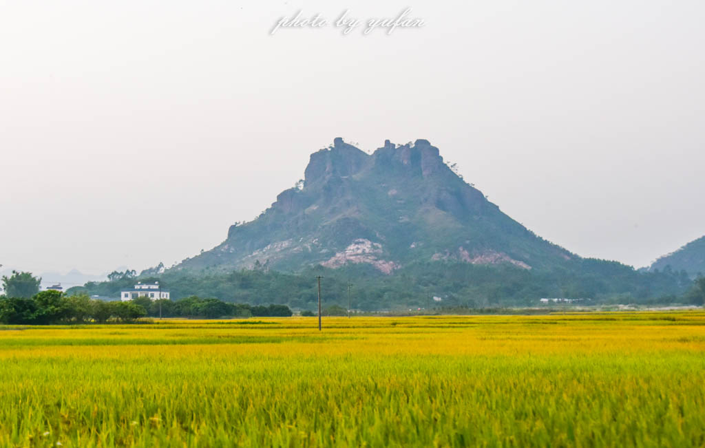 实拍农村常见38种中草药植物,我们身边的中药花草有哪些