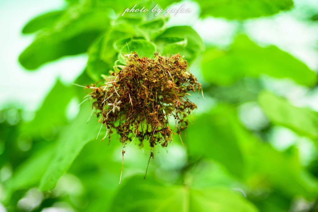 实拍农村常见38种中草药植物,我们身边的中药花草有哪些