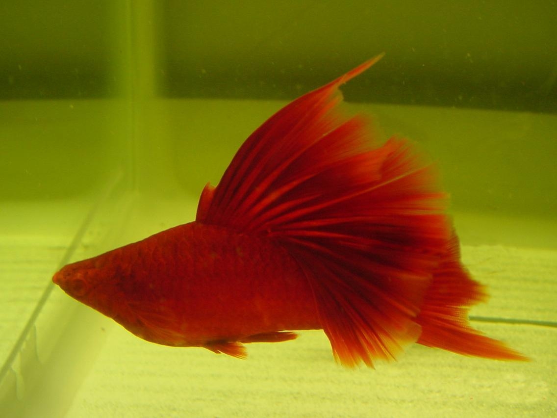 热带剑尾鱼生崽吗,热带小型鱼观赏鱼