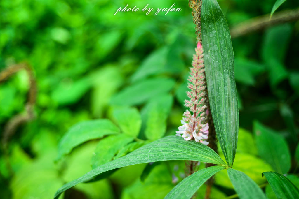 实拍农村常见38种中草药植物,我们身边的中药花草有哪些