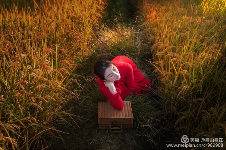 十里稻花香的全诗,十里稻花香的上一句