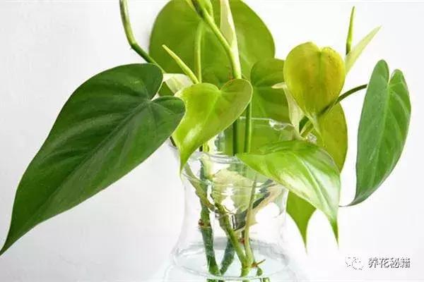 怎样养绿萝花知识大全,绿萝的数学知识