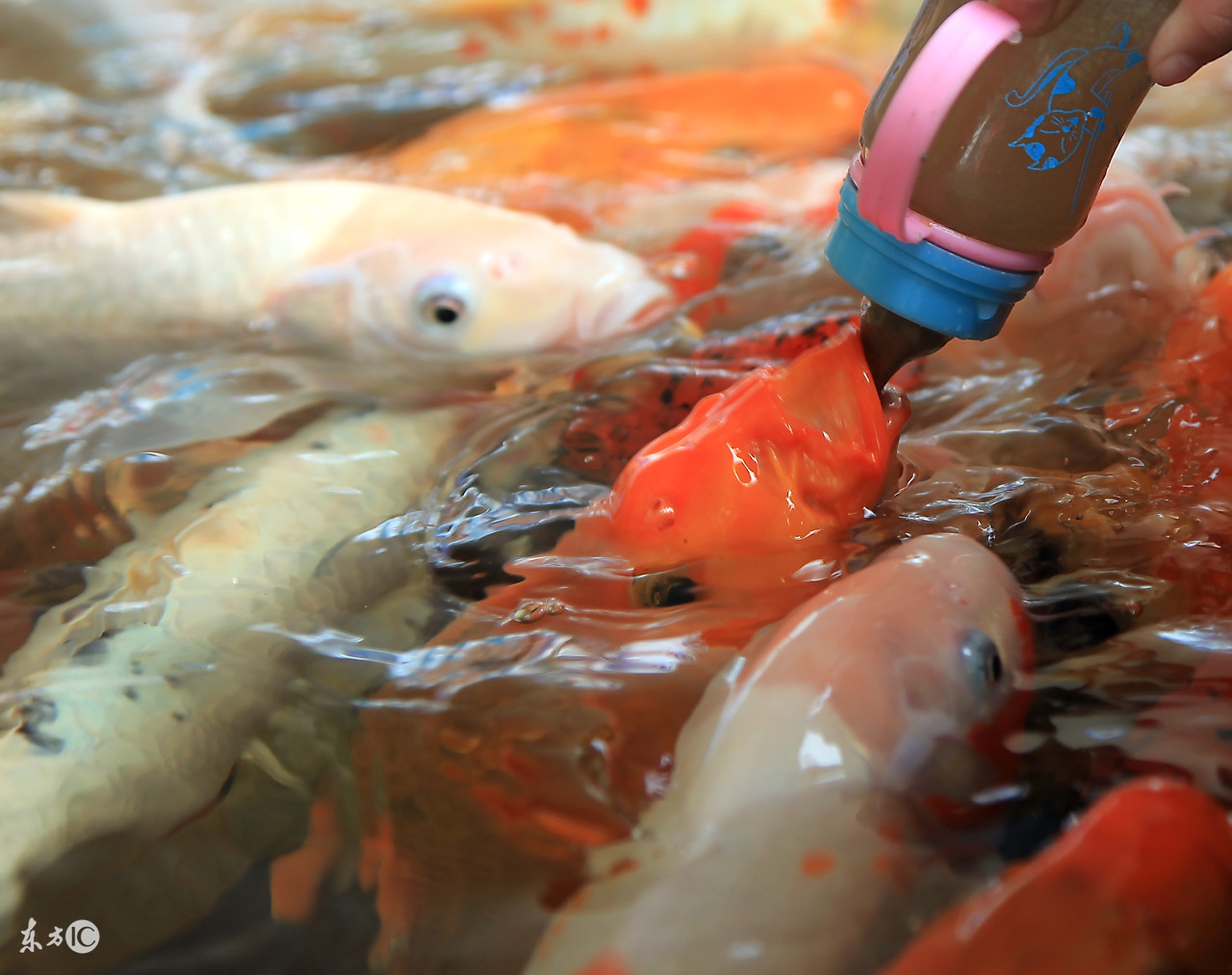 观赏鱼养护常识,观赏鱼平常要怎么管理才能养好