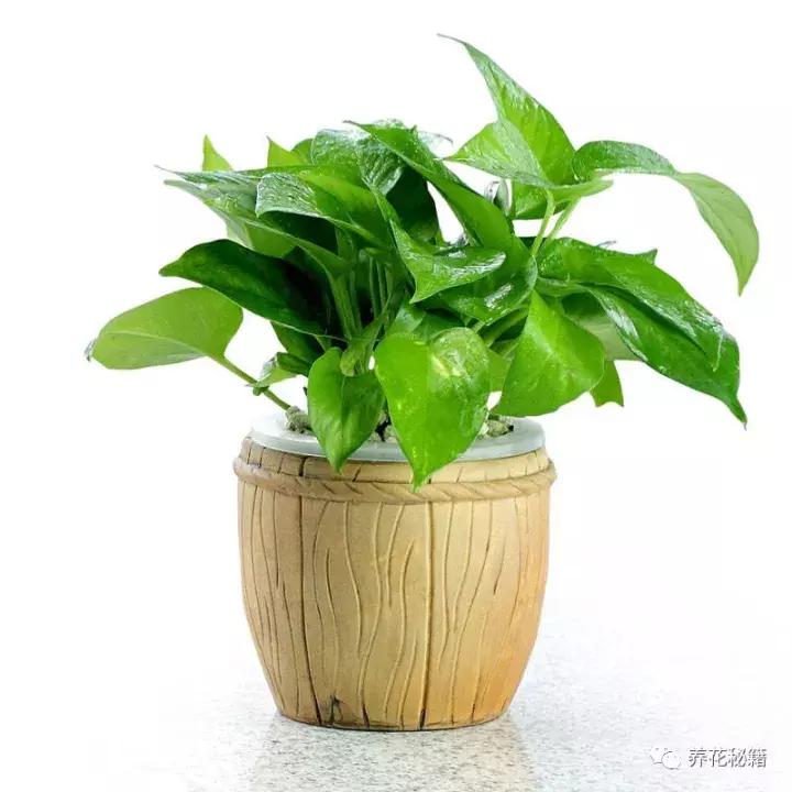 怎样养绿萝花知识大全,绿萝的数学知识