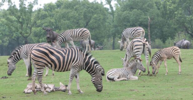 上海野生动物园在浦东新区哪个镇,上海野生动物园面积多少平方千米