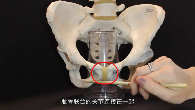 哪些瑜伽动作可以缓解耻骨的疼痛,怀孕耻骨联合疼痛怎么缓解