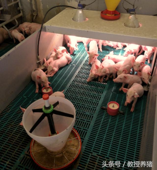 猪场母猪产床图片,母猪产舍