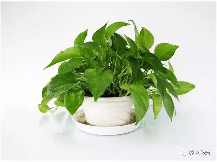 怎样养绿萝花知识大全,绿萝的数学知识