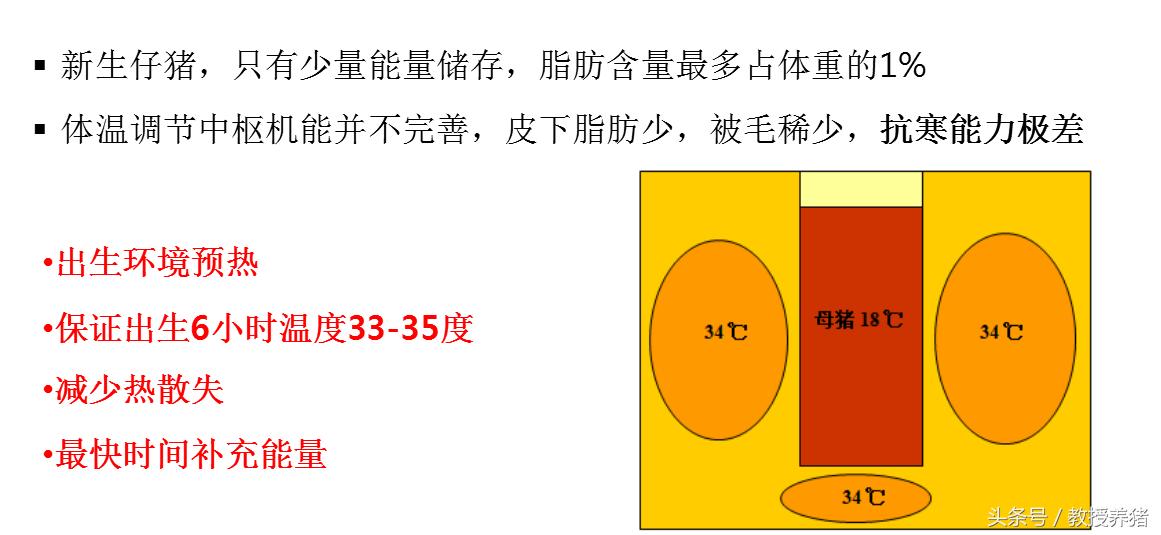 猪场母猪产床图片,母猪产舍