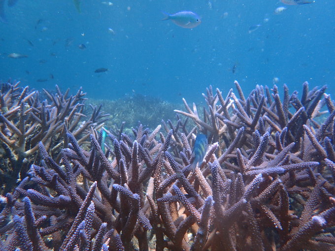 帕劳旅行全攻略,帕劳旅行攻略最佳方案