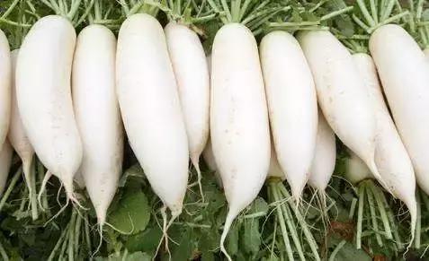 秋吃萝卜胜过人参,冬吃白萝卜赛过人参