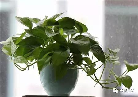 怎样养绿萝花知识大全,绿萝的数学知识