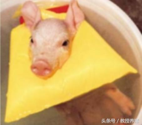 猪场母猪产床图片,母猪产舍