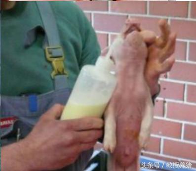 猪场母猪产床图片,母猪产舍