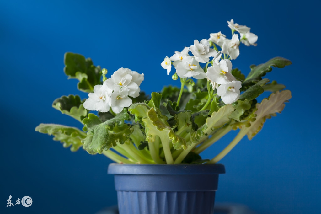 爆盆、开花不断｜美丽可人的非洲紫罗兰，一下就俘获女生的芳心了