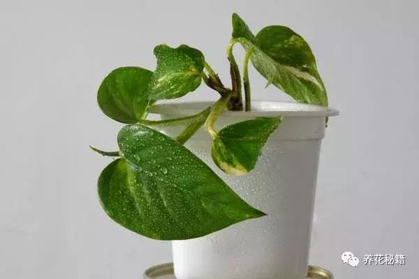 怎样养绿萝花知识大全,绿萝的数学知识