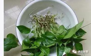 怎样养绿萝花知识大全,绿萝的数学知识